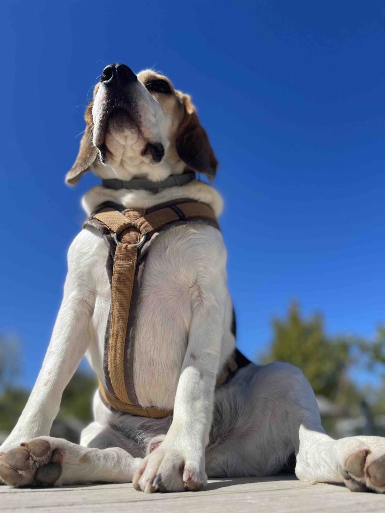 Read more about the article Erstes Etappenziel auf der Reise ins Wintercamp – Kroatien